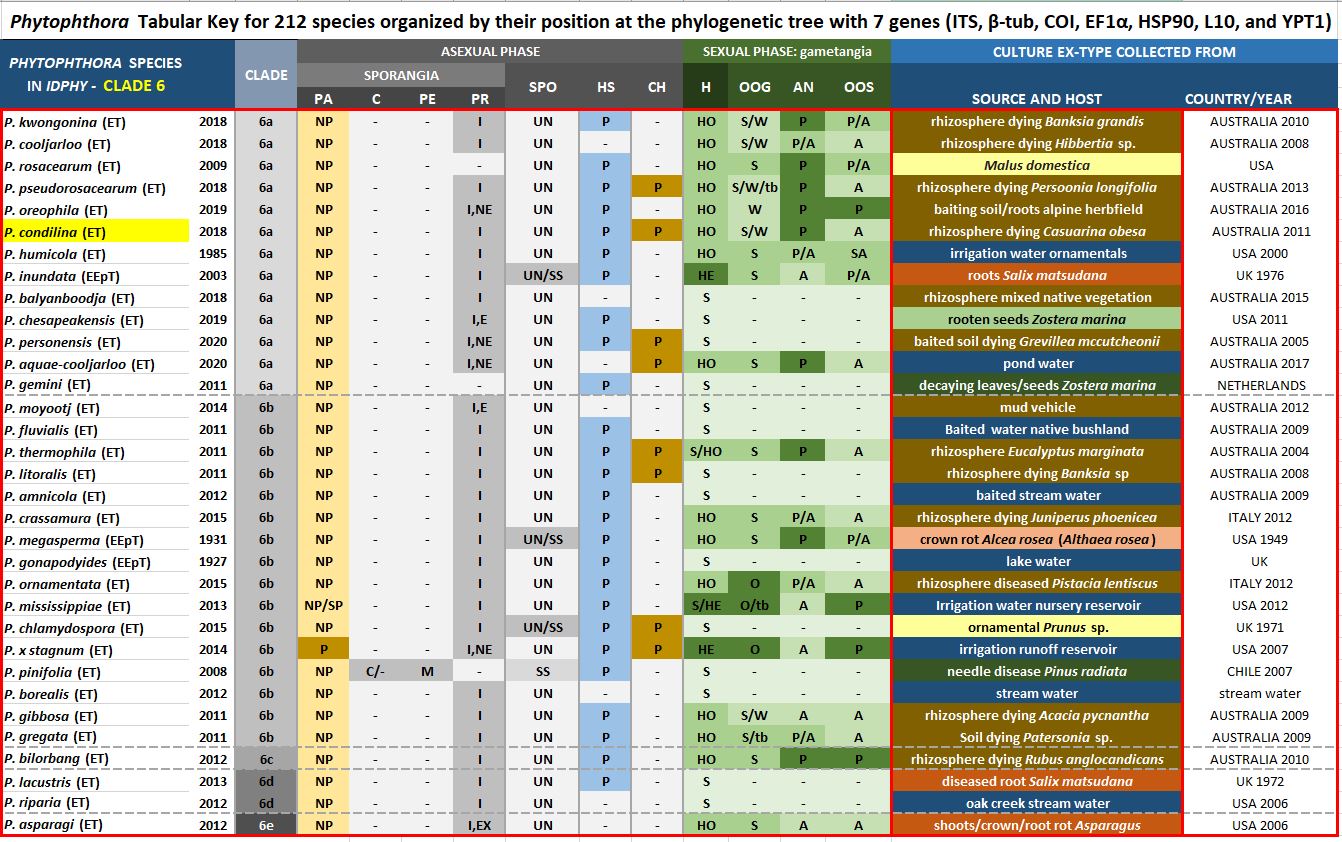    Phytophthora  spp. in subclade 6a:  Morphological Tabular key (PDF) and Tabular key legends (PDF) in IDphy2 KEY SECTION. Notice the data of   P. condilina  Ex-type CBS 143059 = Samp;T BL 184 . Gloria Abad, USDA Samp;T.nbsp;
